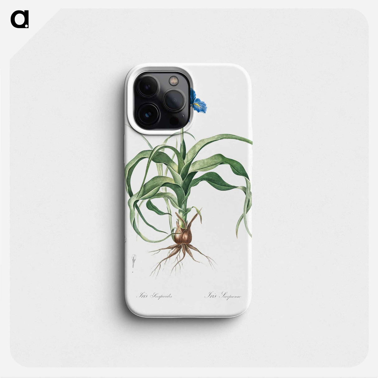 Iris scorpiodes illustration from Les liliacées - ピエール ジョゼフ ルドゥーテ Phone Case.