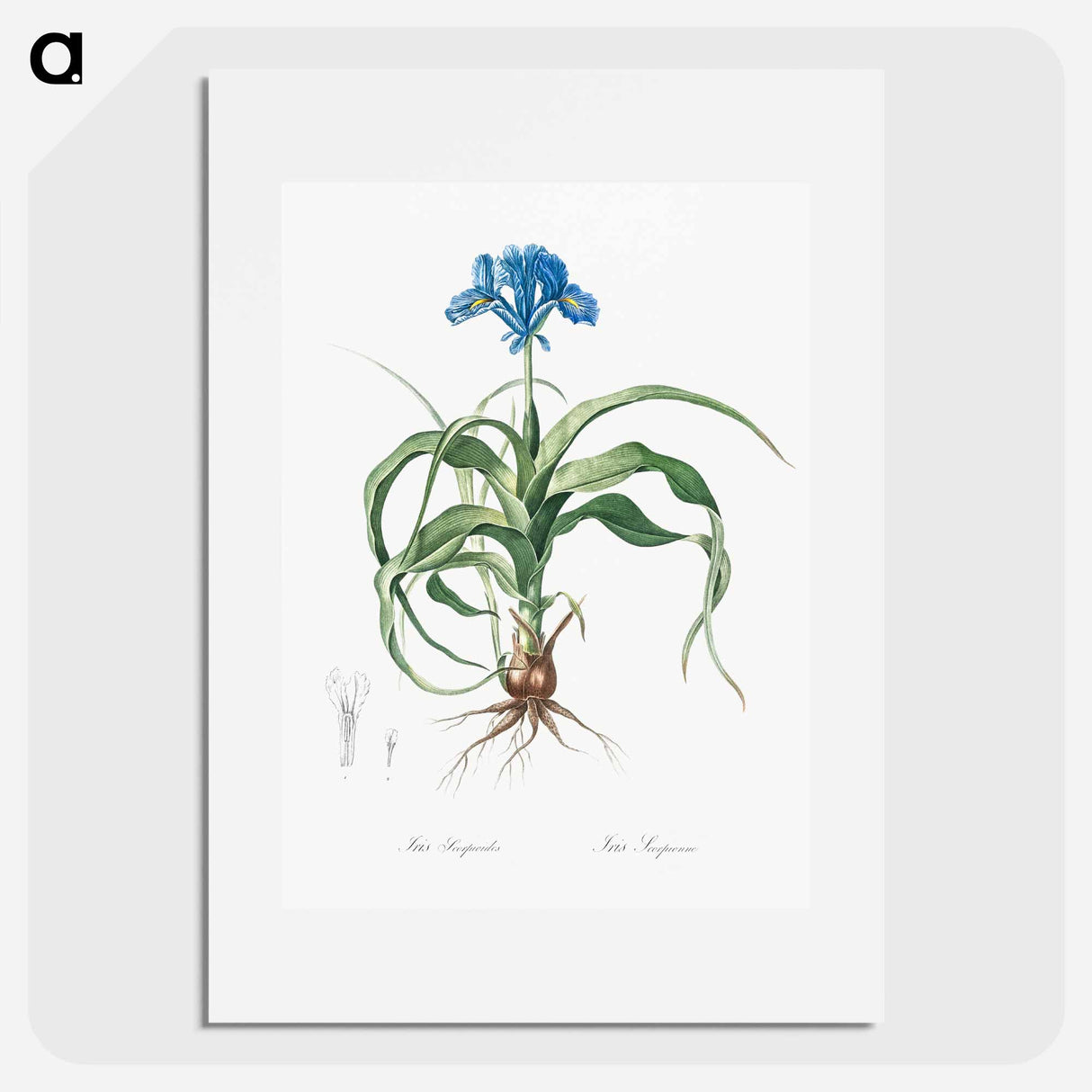 Iris scorpiodes illustration from Les liliacées - Pierre-Joseph Redouté Poster.