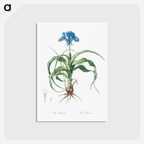 アートポストカード-Iris scorpiodes illustration from Les liliacées - ピエール ジョゼフ ルドゥーテ Postcard.