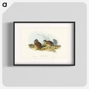 Chestnut-backed Hemipode
 - オーストラリアの鳥 Poster.