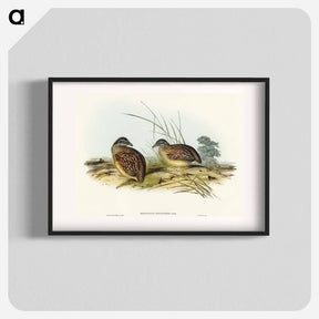 アートポスター-Chestnut-backed Hemipode
 - オーストラリアの鳥 Poster.