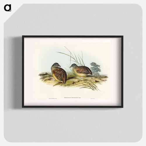 Chestnut-backed Hemipode
 - オーストラリアの鳥 Poster.