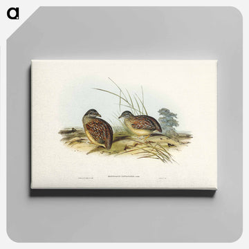 Chestnut-backed Hemipode
 - オーストラリアの鳥 Canvas.