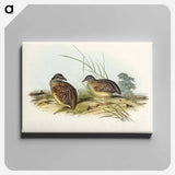 アートパネル-Chestnut-backed Hemipode
 - オーストラリアの鳥 Canvas.