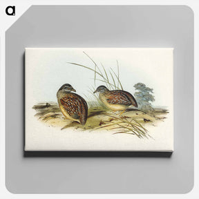 アートパネル-Chestnut-backed Hemipode
 - オーストラリアの鳥 Canvas.