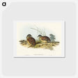 アートポストカード-Chestnut-backed Hemipode
 - オーストラリアの鳥 Postcard.