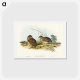 アートポストカード-Chestnut-backed Hemipode
 - オーストラリアの鳥 Postcard.