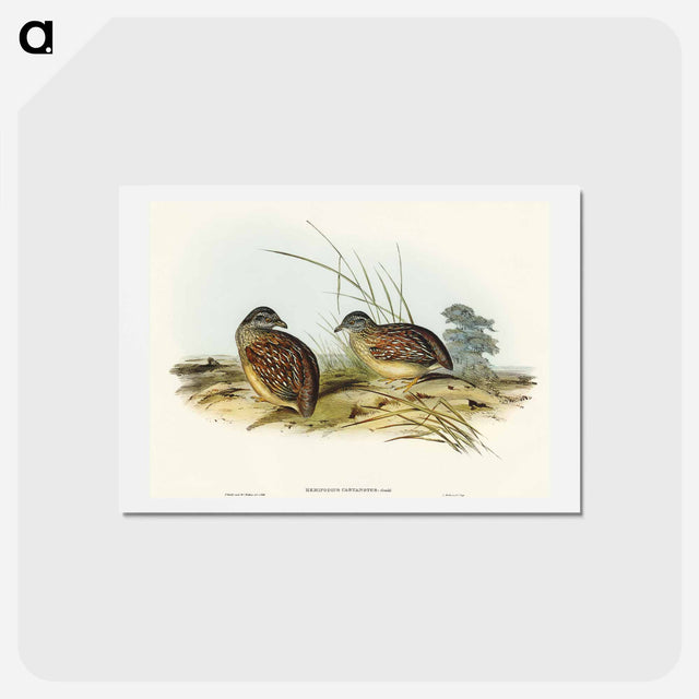 アートポストカード-Chestnut-backed Hemipode
 - オーストラリアの鳥 Postcard.
