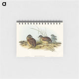 アートメモ帳-Chestnut-backed Hemipode
 - オーストラリアの鳥 Memo.