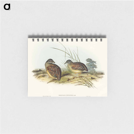アートメモ帳-Chestnut-backed Hemipode
 - オーストラリアの鳥 Memo.