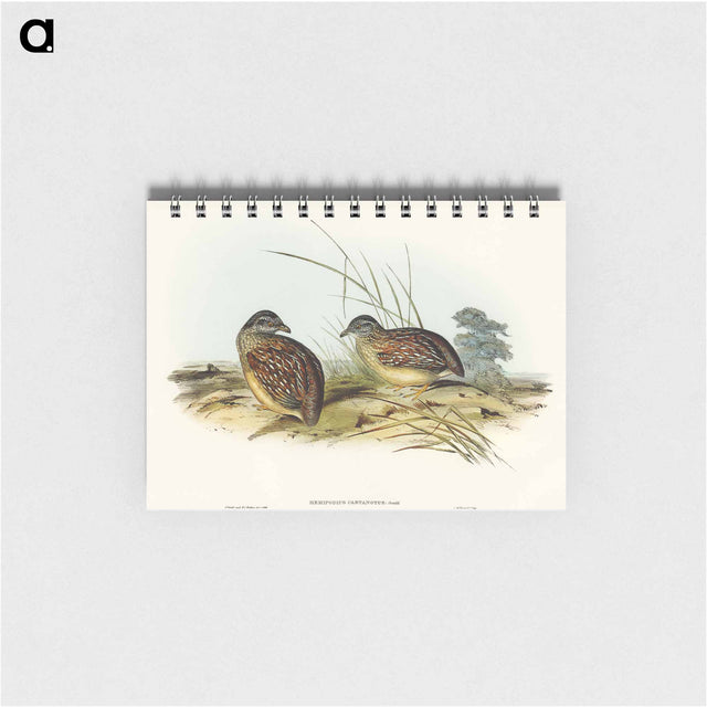 アートメモ帳-Chestnut-backed Hemipode
 - オーストラリアの鳥 Memo.
