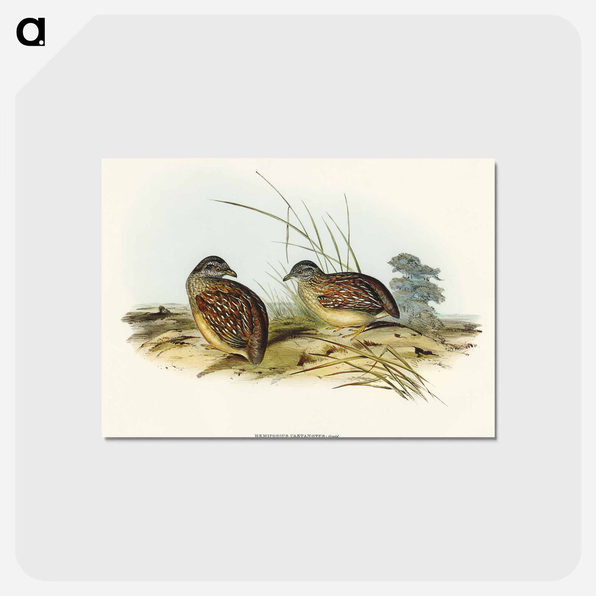 アートポストカード-Chestnut-backed Hemipode
 - オーストラリアの鳥 Postcard.