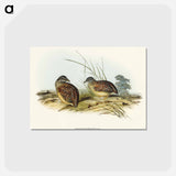 アートポストカード-Chestnut-backed Hemipode
 - オーストラリアの鳥 Postcard.