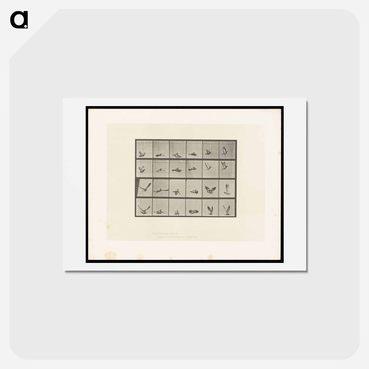 アートポストカード-Pigeon in Flight
 - エドワード マイブリッジ Postcard.