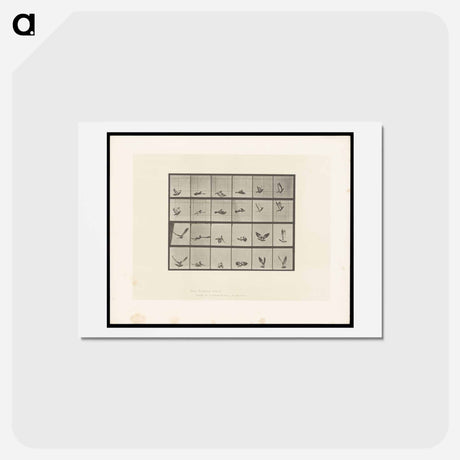 アートポストカード-Pigeon in Flight
 - エドワード マイブリッジ Postcard.