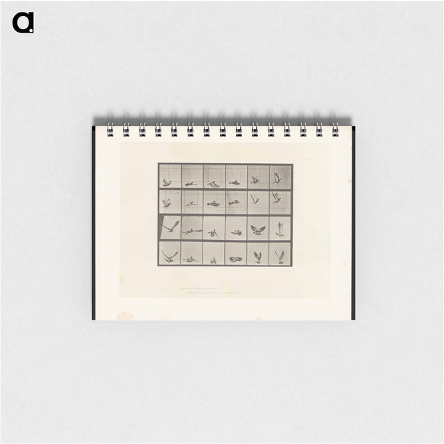 アートメモ帳-Pigeon in Flight
 - エドワード マイブリッジ Memo.