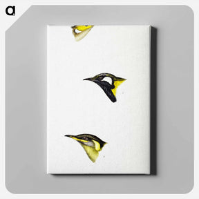 アートパネル-Australian Honeyeaters
 - ジョン グールド Canvas.