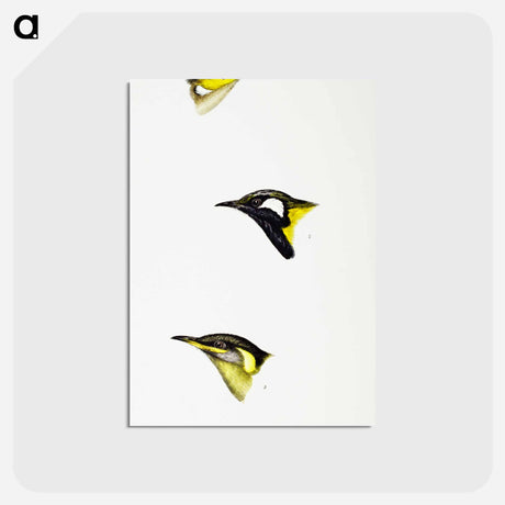 アートポストカード-Australian Honeyeaters
 - ジョン グールド Postcard.
