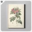 7-6_Pierre-Joseph-Redoute_canvas