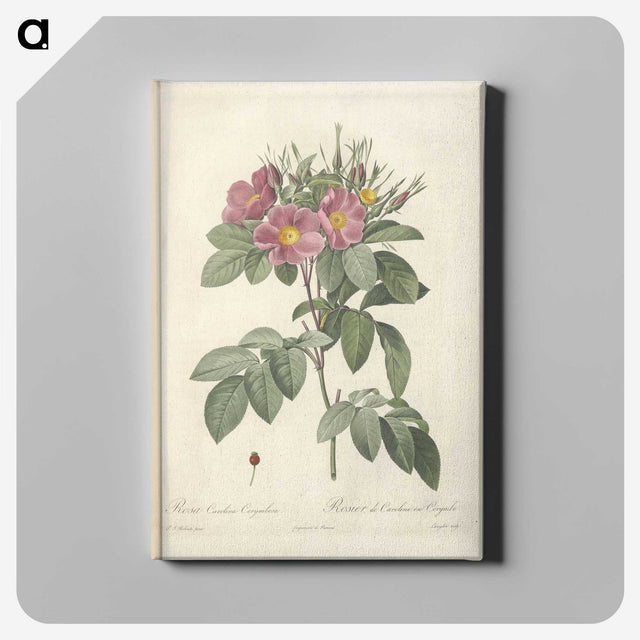 7-6_Pierre-Joseph-Redoute_canvas