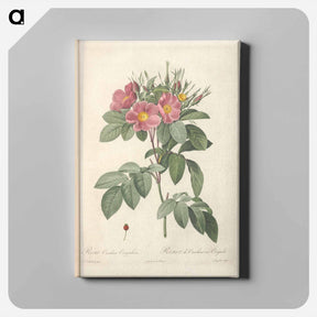 アートパネル-Rose illustration - ピエール ジョゼフ ルドゥーテ Canvas.