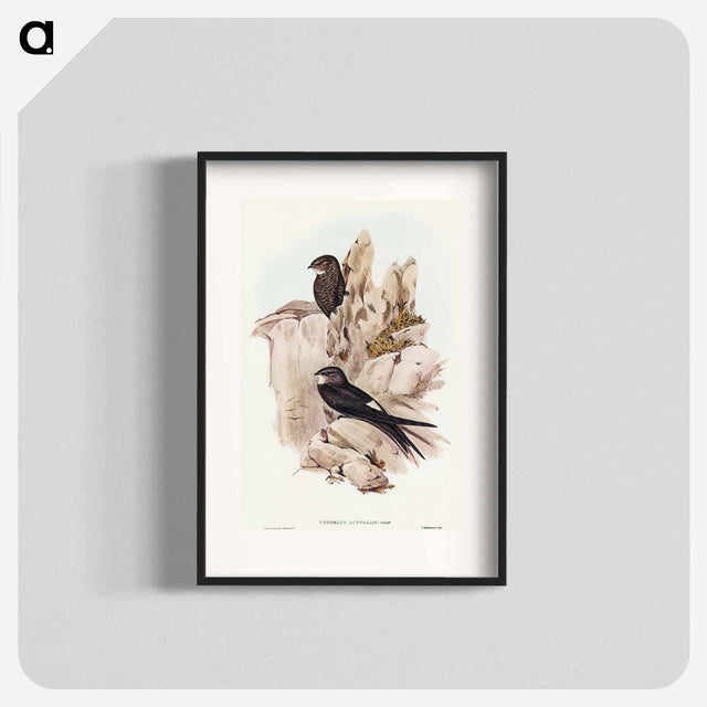 アートポスター-Australian Swift
 - オーストラリアの鳥 Poster.