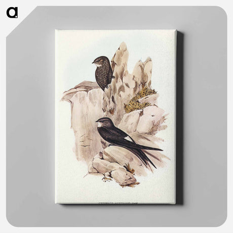 アートパネル-Australian Swift
 - オーストラリアの鳥 Canvas.