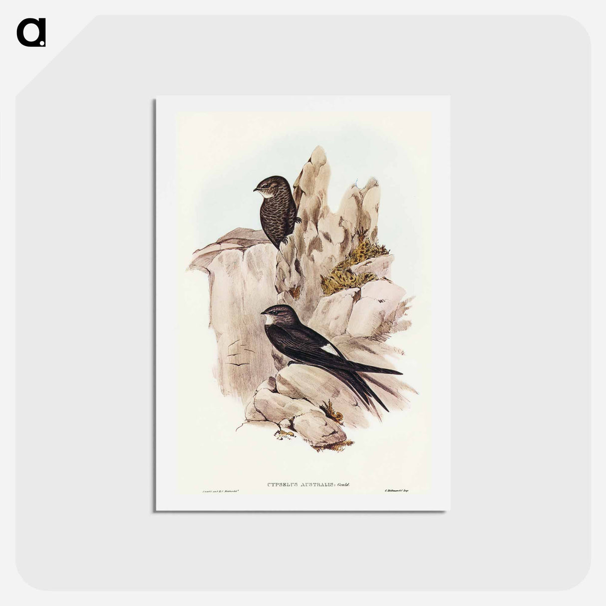 アートポストカード-Australian Swift
 - オーストラリアの鳥 Postcard.