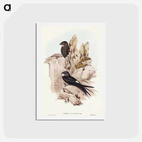 アートポストカード-Australian Swift
 - オーストラリアの鳥 Postcard.