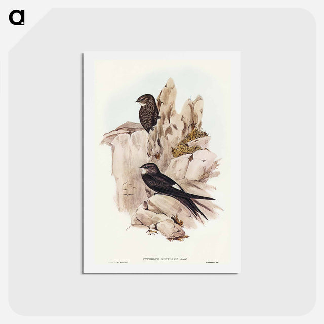 アートポストカード-Australian Swift
 - オーストラリアの鳥 Postcard.