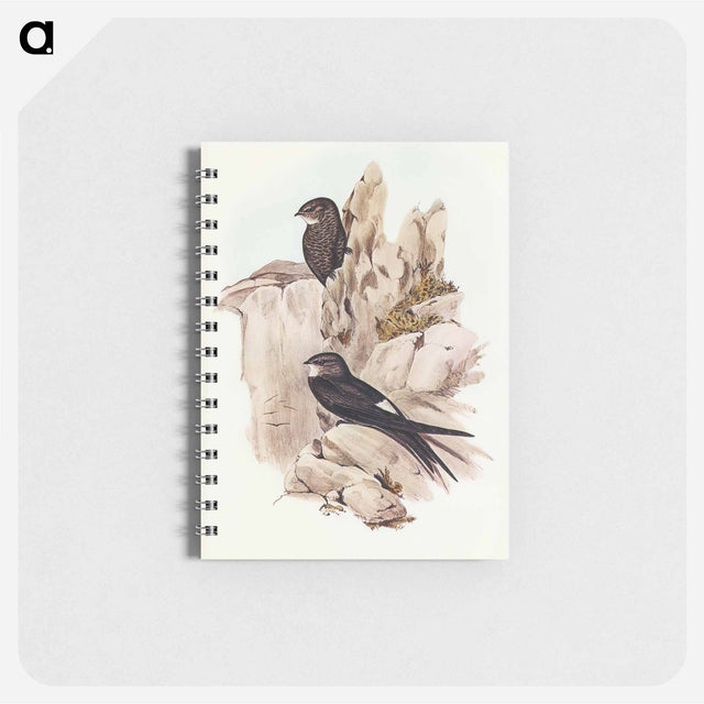 アートメモ帳-Australian Swift
 - オーストラリアの鳥 Memo.