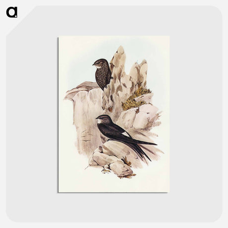アートポストカード-Australian Swift
 - オーストラリアの鳥 Postcard.
