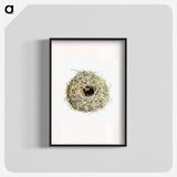 アートポスター-Nest and Eggs from Travel And Research In Algeria
 - 大英図書館 Poster.