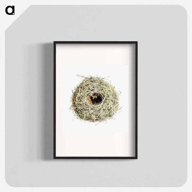 アートポスター-Nest and Eggs from Travel And Research In Algeria
 - 大英図書館 Poster.
