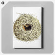 アートパネル-Nest and Eggs from Travel And Research In Algeria
 - 大英図書館 Canvas.