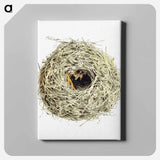 アートパネル-Nest and Eggs from Travel And Research In Algeria
 - 大英図書館 Canvas.
