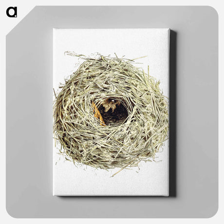 アートパネル-Nest and Eggs from Travel And Research In Algeria
 - 大英図書館 Canvas.