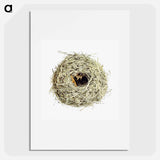 アートポスター-Nest and Eggs from Travel And Research In Algeria
 - 大英図書館 Poster.