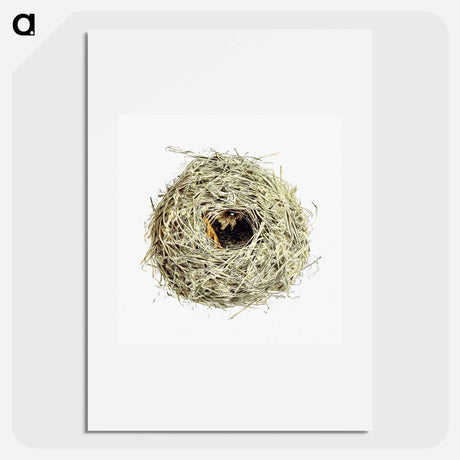 アートポスター-Nest and Eggs from Travel And Research In Algeria
 - 大英図書館 Poster.