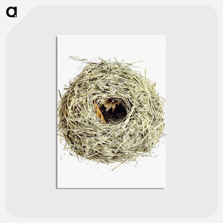 アートポストカード-Nest and Eggs from Travel And Research In Algeria
 - 大英図書館 Postcard.