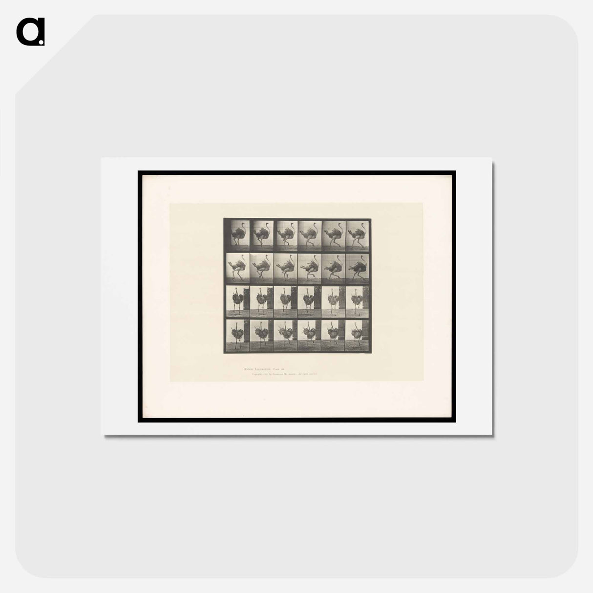 アートポストカード-Running Ostrich
 - エドワード マイブリッジ Postcard.