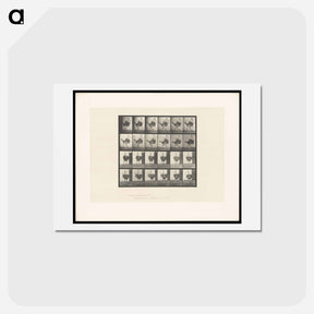 アートポストカード-Running Ostrich
 - エドワード マイブリッジ Postcard.