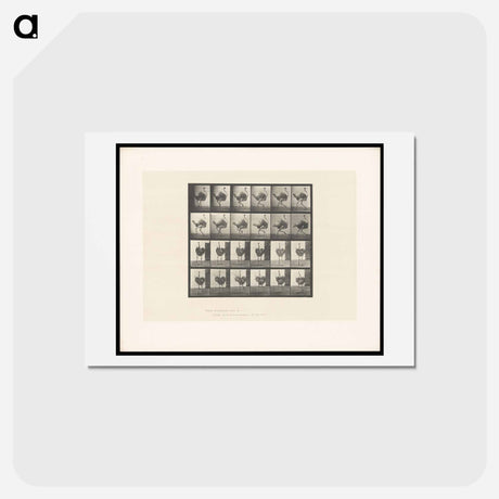 アートポストカード-Running Ostrich
 - エドワード マイブリッジ Postcard.