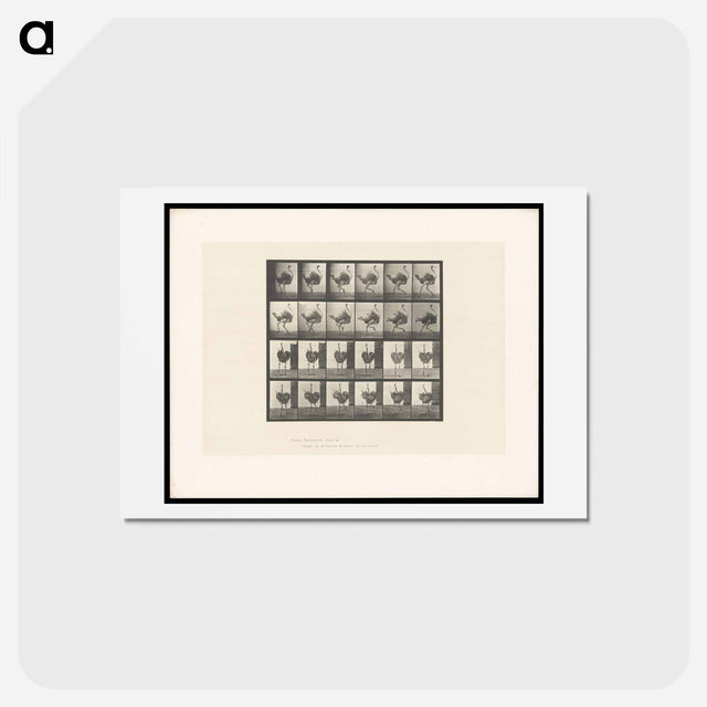 アートポストカード-Running Ostrich
 - エドワード マイブリッジ Postcard.