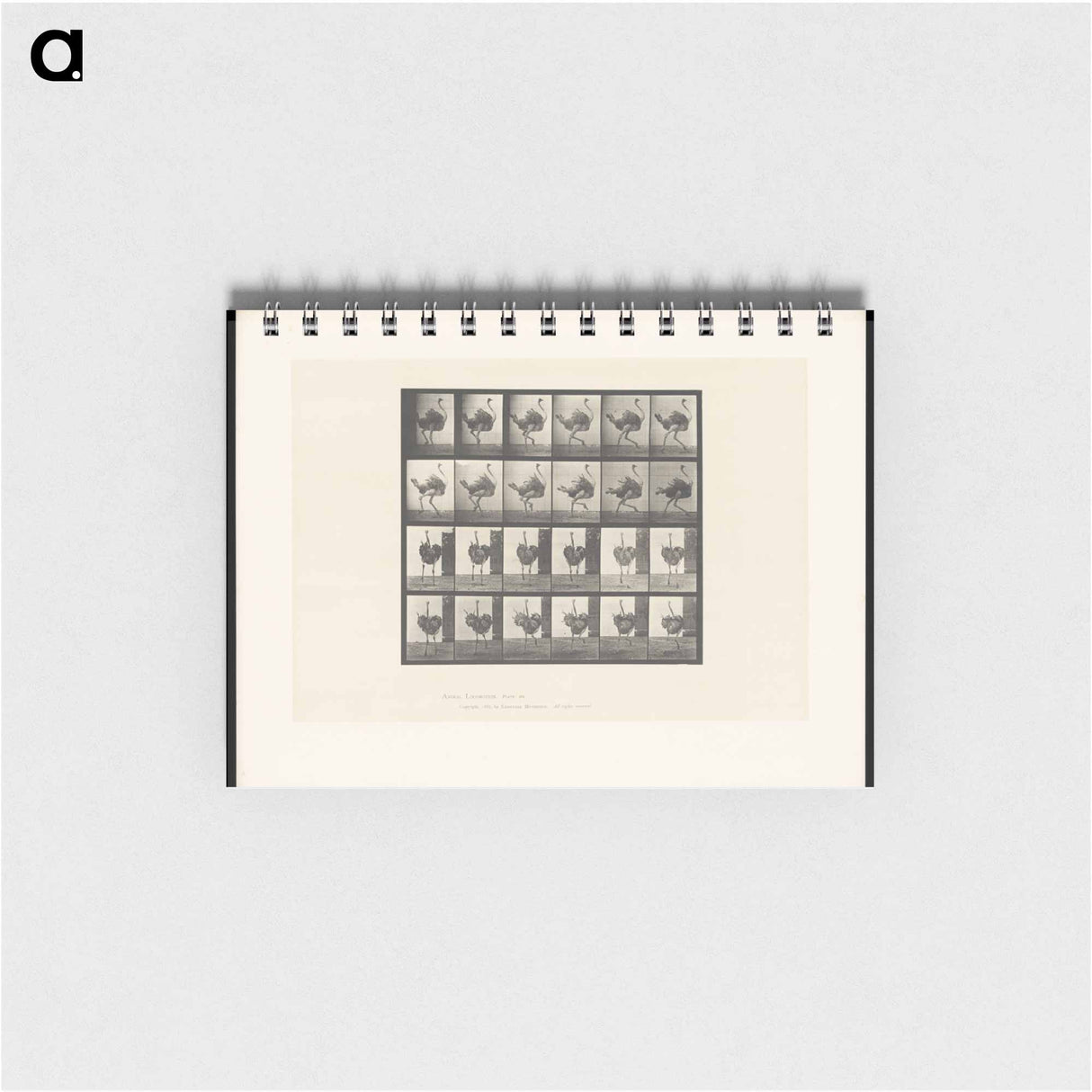アートメモ帳-Running Ostrich
 - エドワード マイブリッジ Memo.