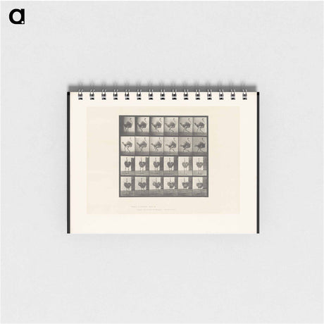 アートメモ帳-Running Ostrich
 - エドワード マイブリッジ Memo.