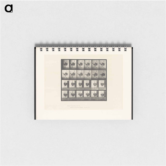アートメモ帳-Running Ostrich
 - エドワード マイブリッジ Memo.