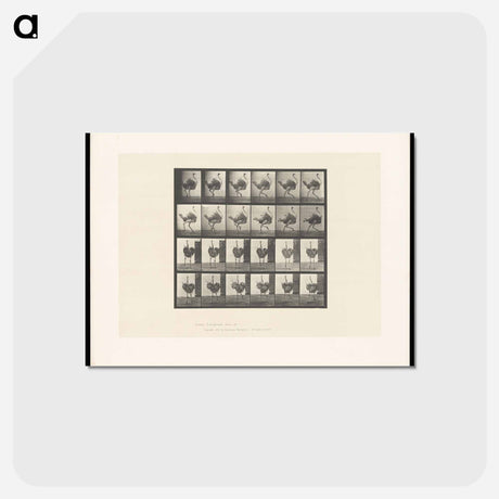 アートポストカード-Running Ostrich
 - エドワード マイブリッジ Postcard.