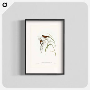 アートポスター-Chestnut-breasted Finch
 - ジョン グールド Poster.