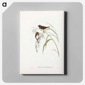 アートパネル-Chestnut-breasted Finch
 - ジョン グールド Canvas.